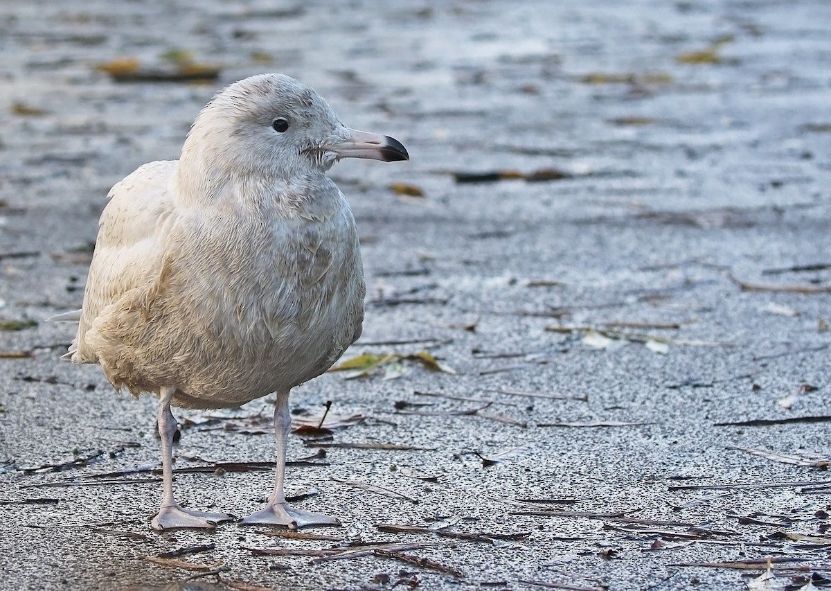 Glaucous Gull - ML502993471