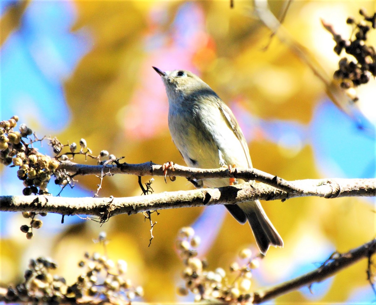 Ruby-crowned Kinglet - ML502994281