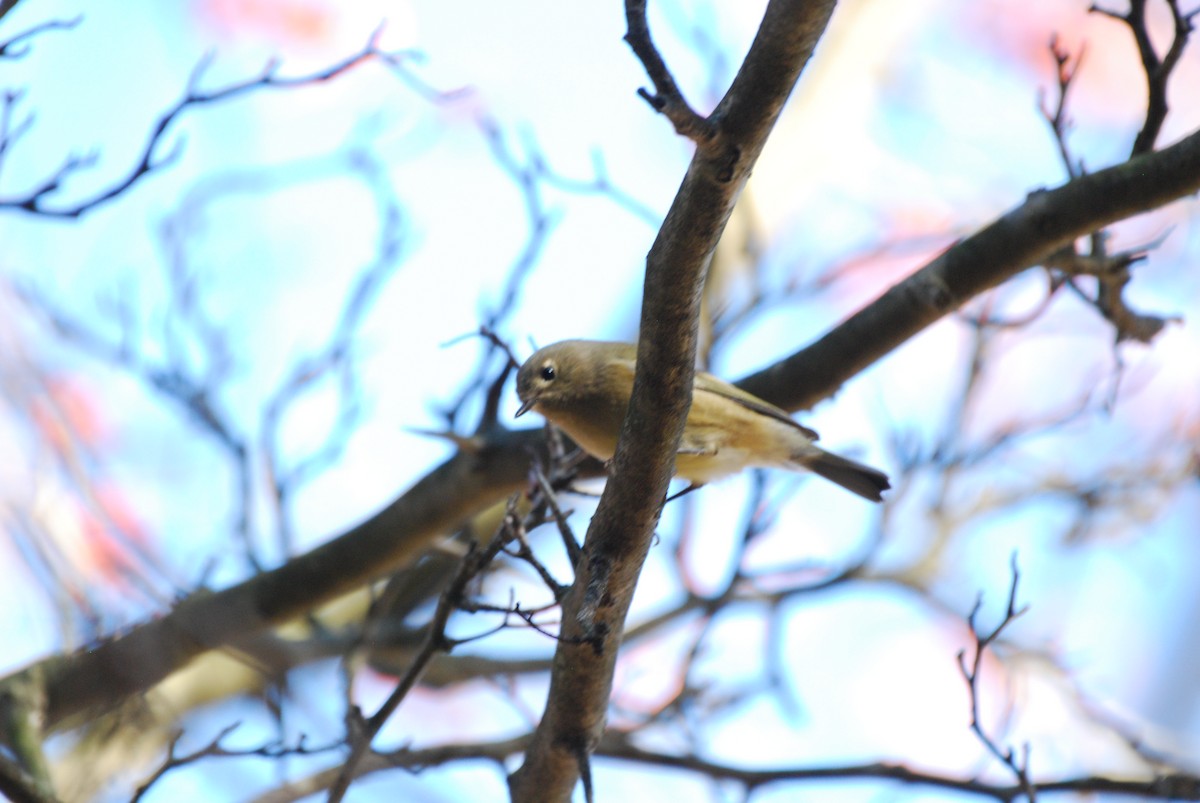 Ruby-crowned Kinglet - ML502994731