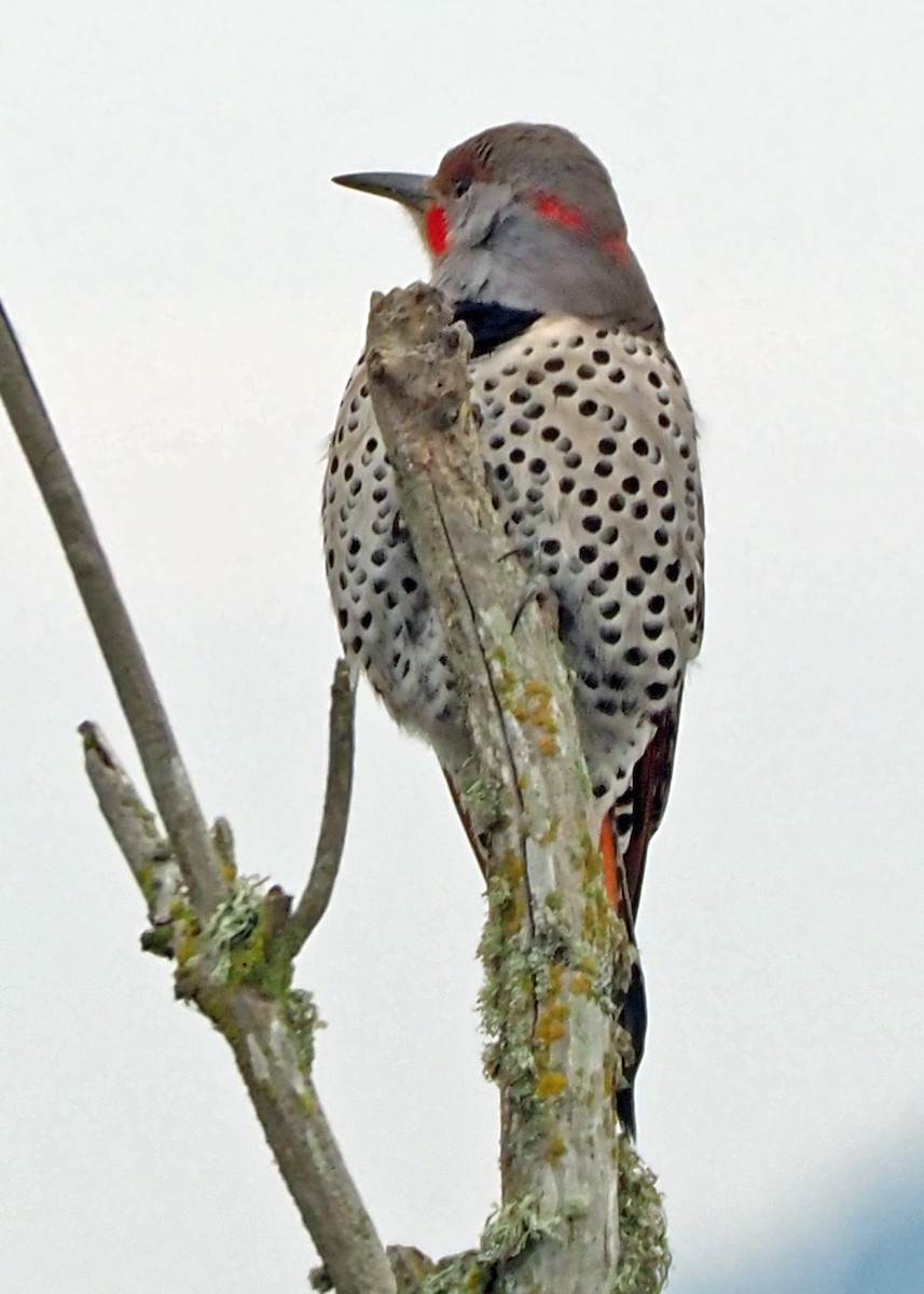 Northern Flicker (Yellow-shafted x Red-shafted) - ML502995971