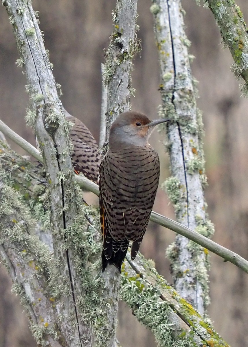 Northern Flicker (Yellow-shafted x Red-shafted) - ML502995981