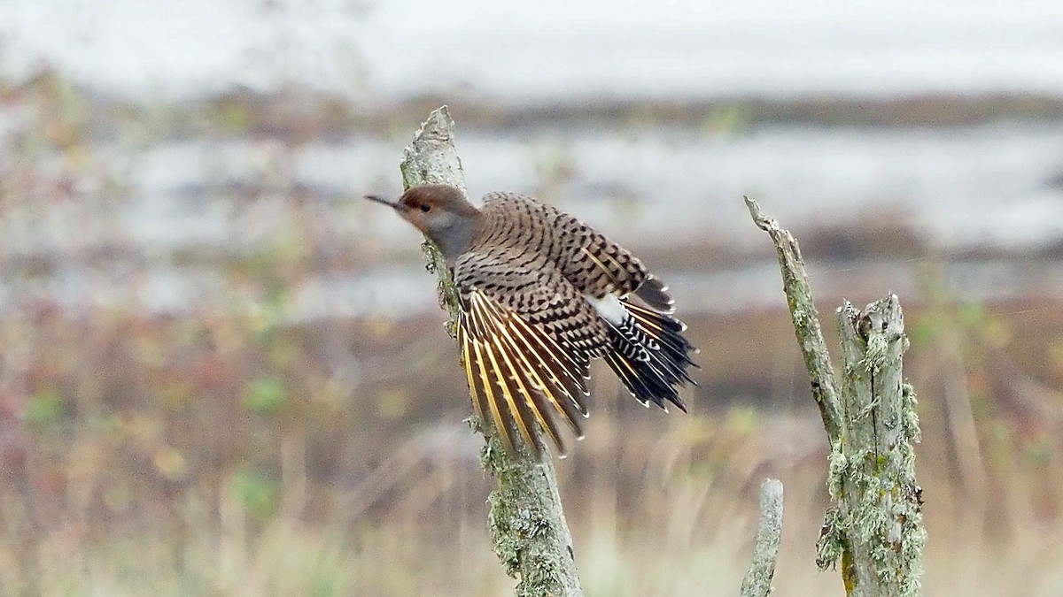 Northern Flicker (Yellow-shafted x Red-shafted) - ML502996001