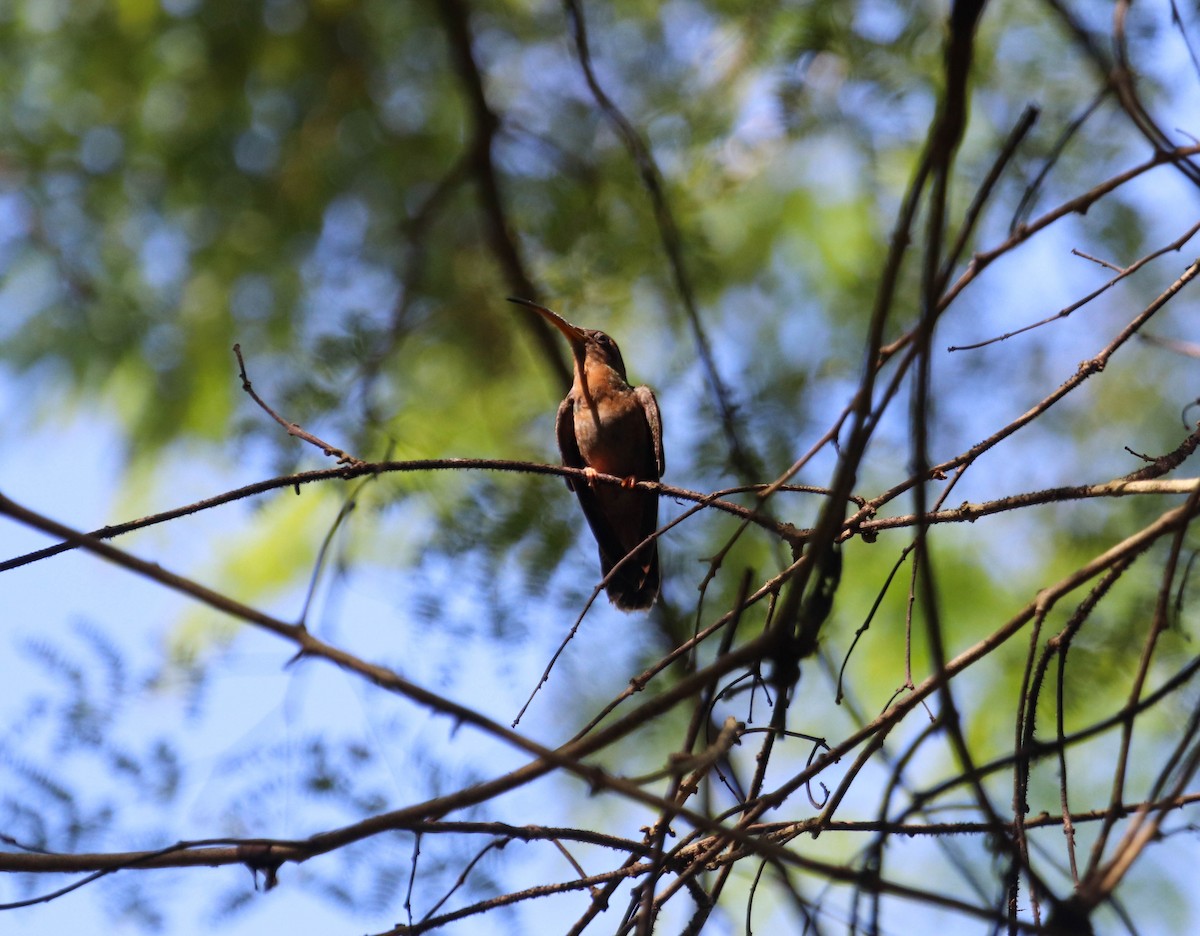 Rufous-breasted Hermit - ML502997651