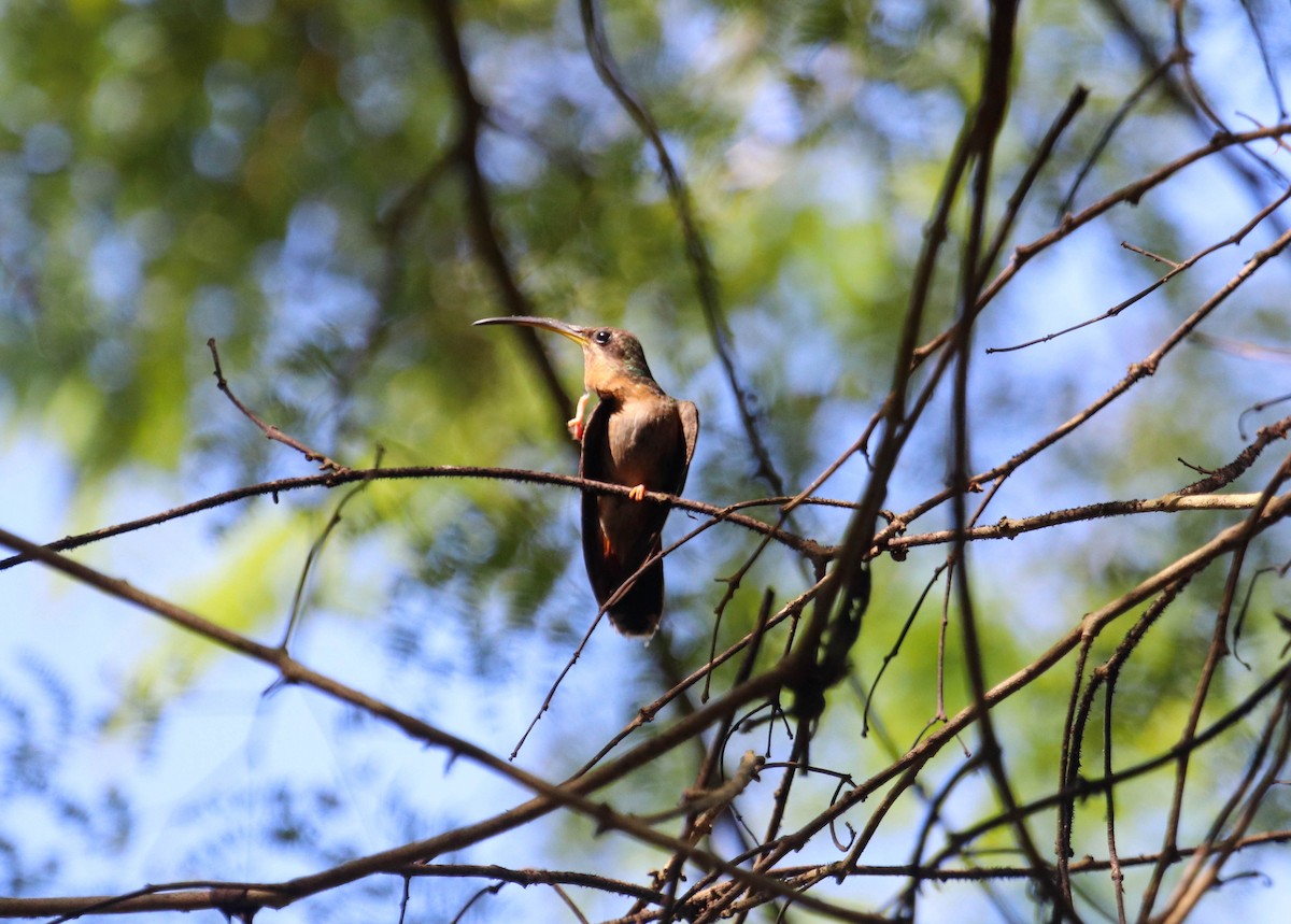 Rufous-breasted Hermit - ML502997661