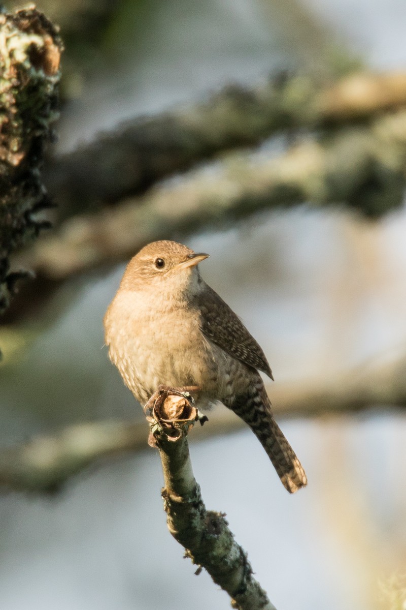 House Wren - ML502999901