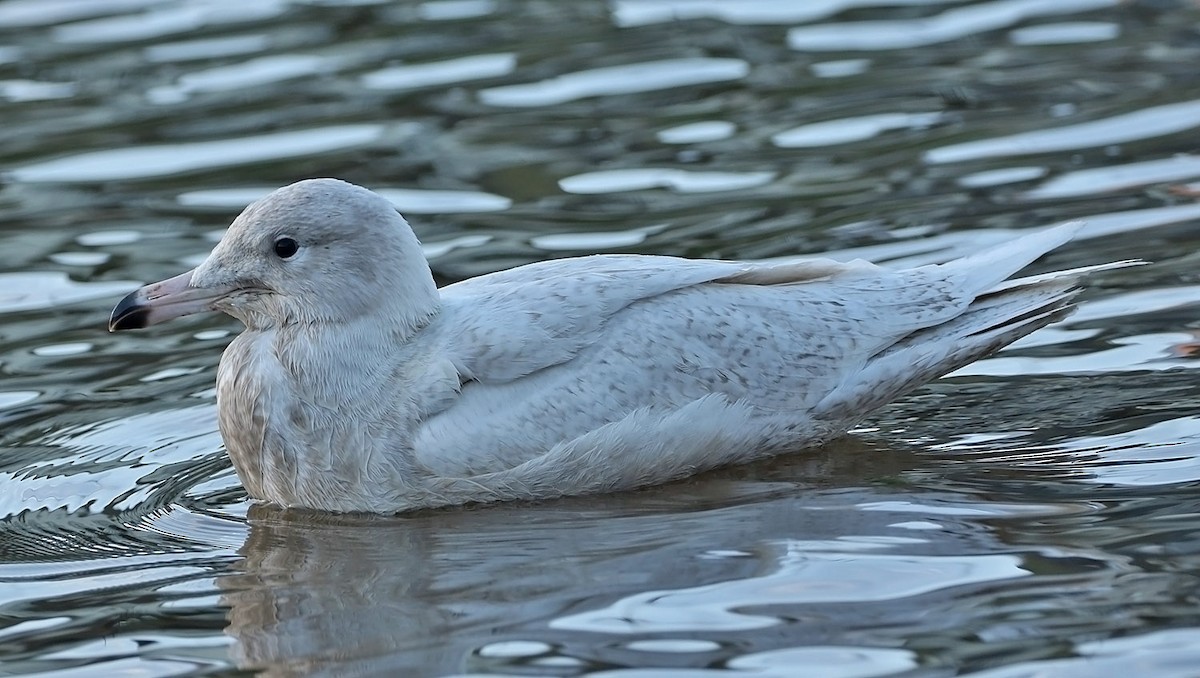 Glaucous Gull - Trevor Ellery