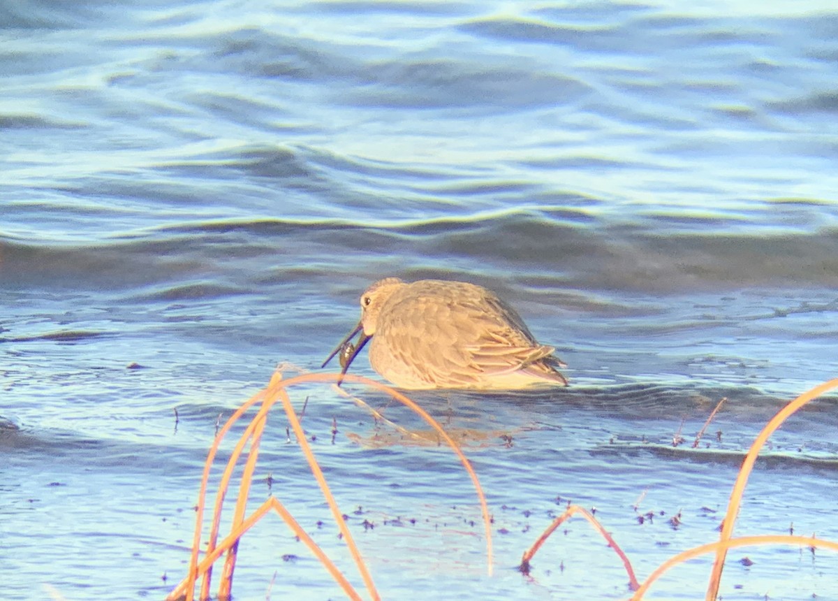 Dunlin - ML503001931