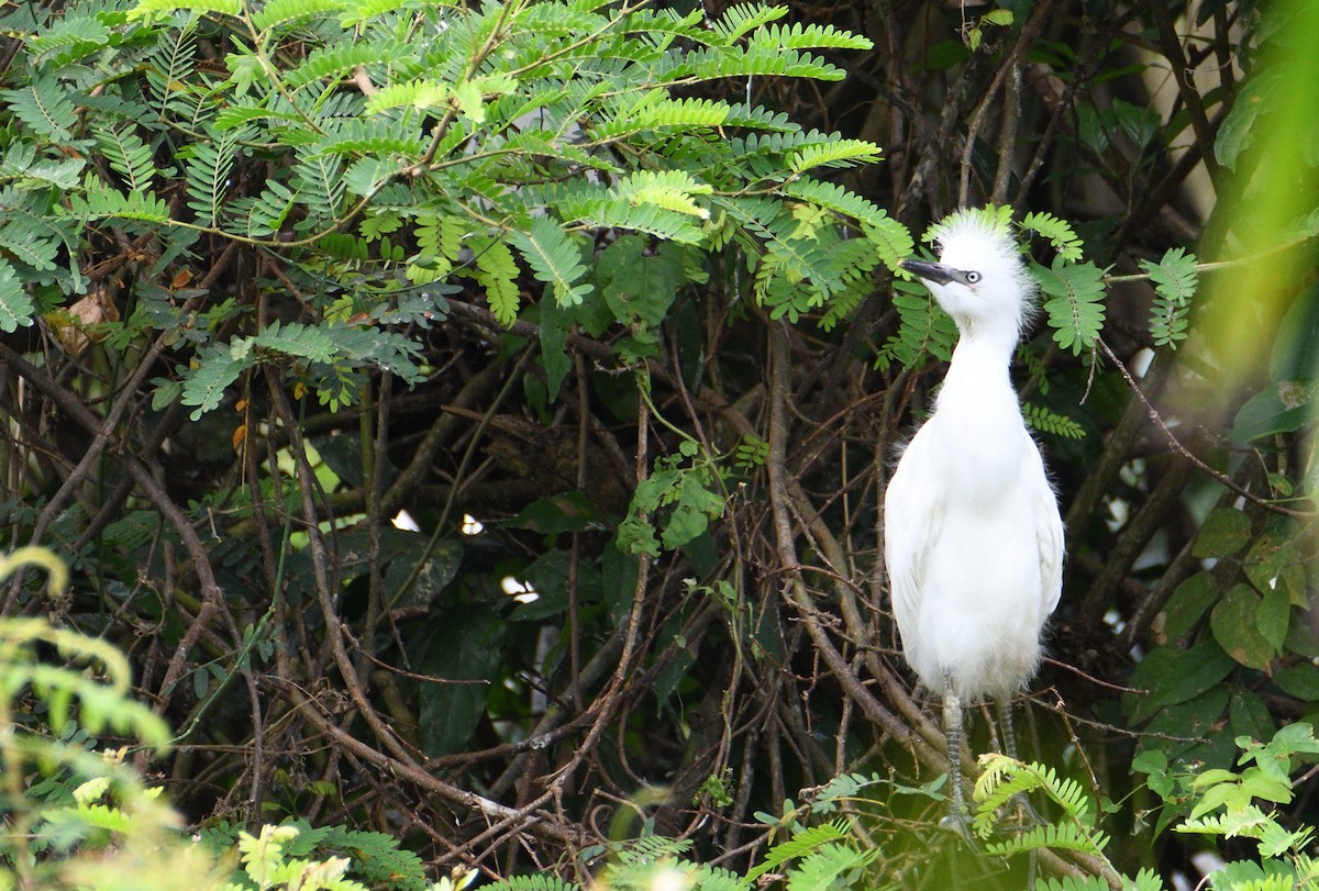 Western Cattle Egret - ML503002031