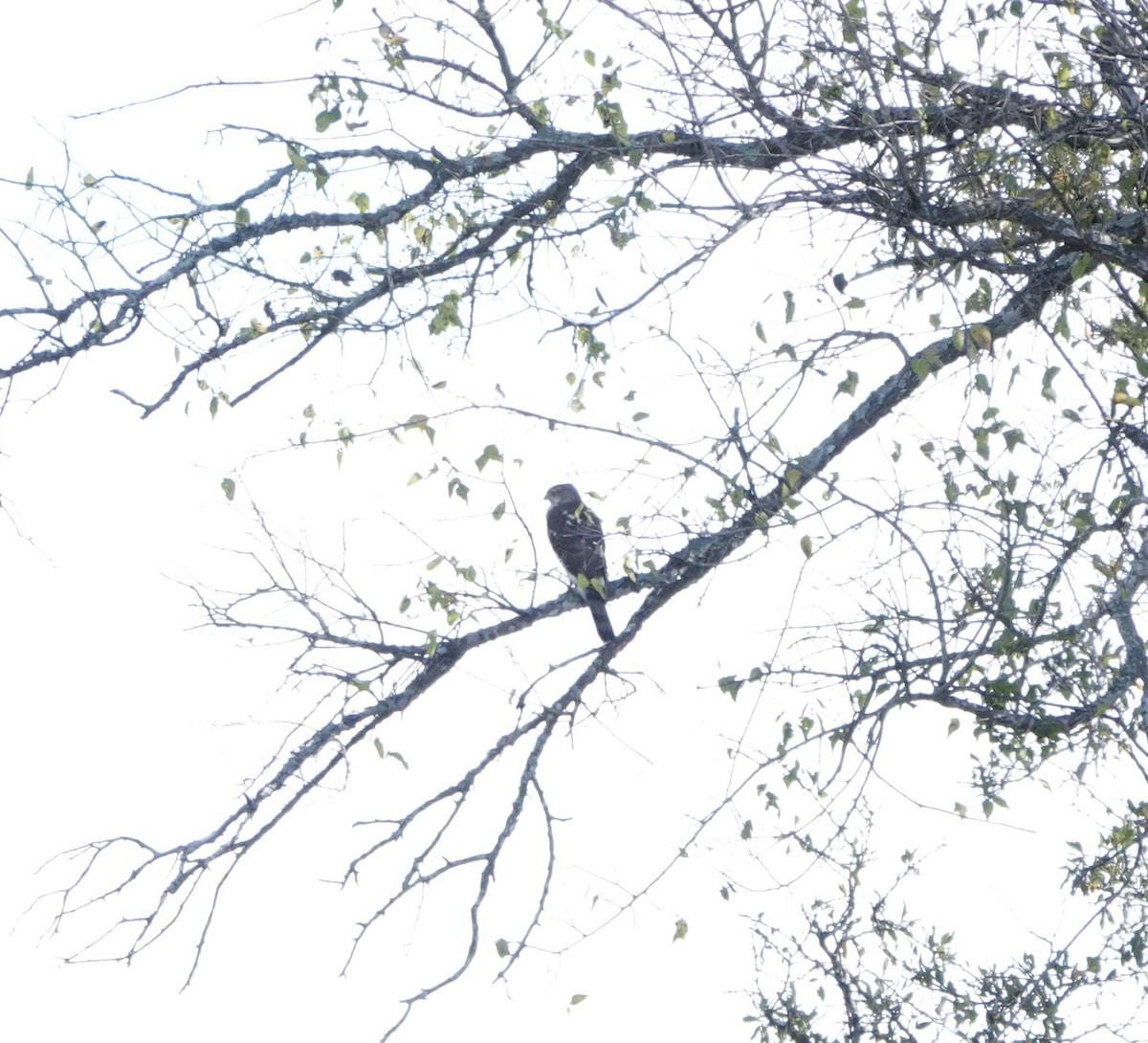 Cooper's Hawk - ML503002611