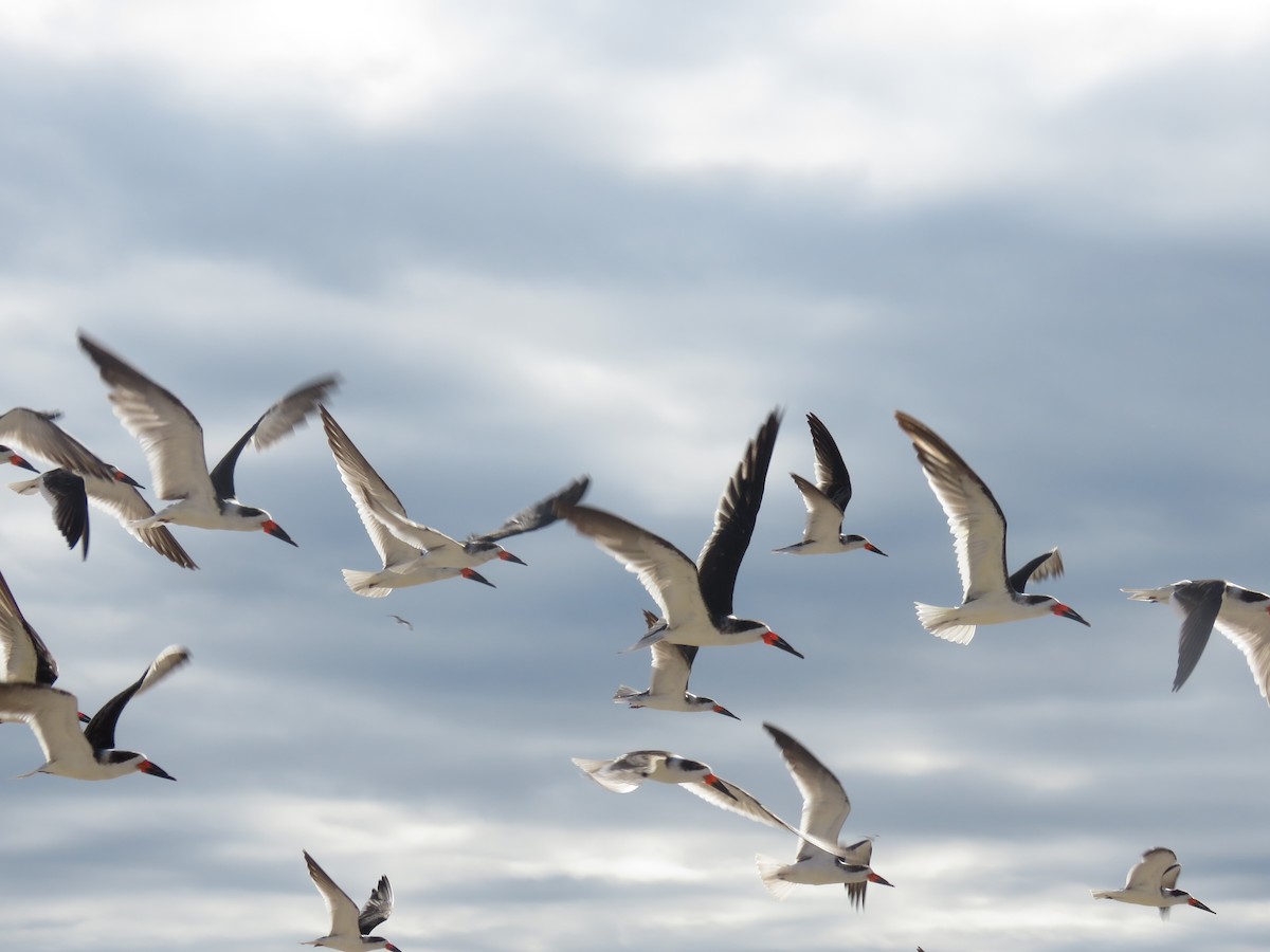 Black Skimmer - ML503002911