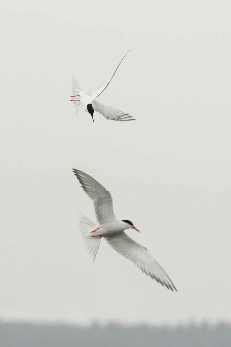 Common Tern - ML503002951