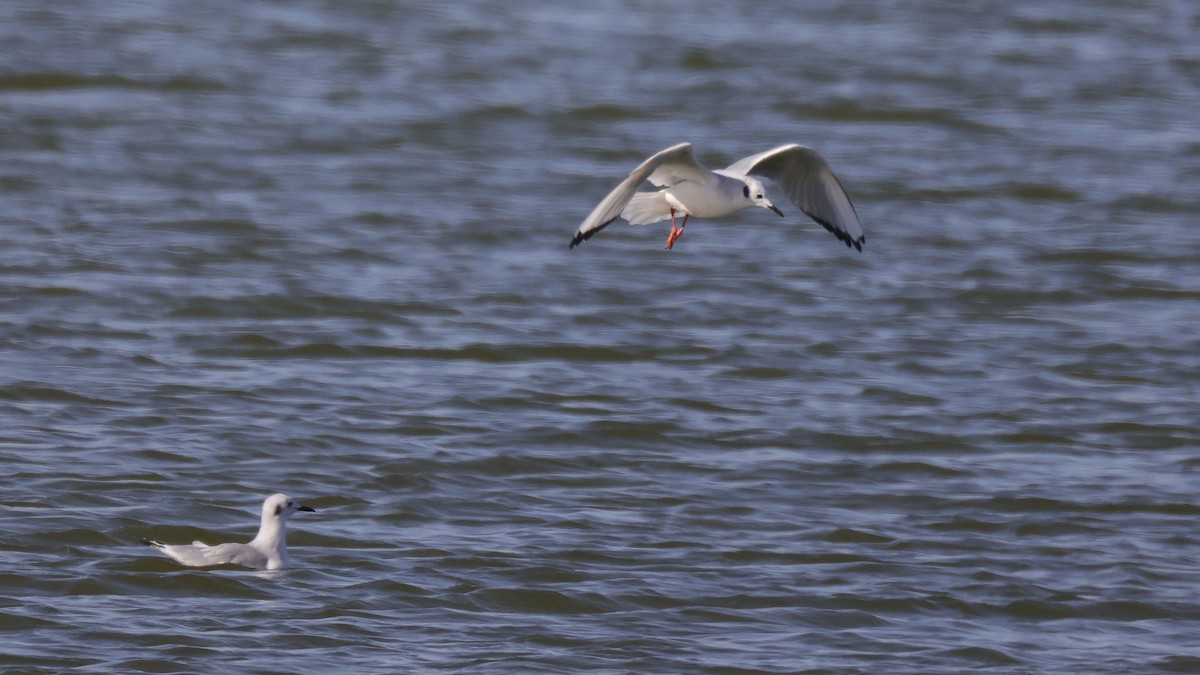 Bonaparte's Gull - ML503003131