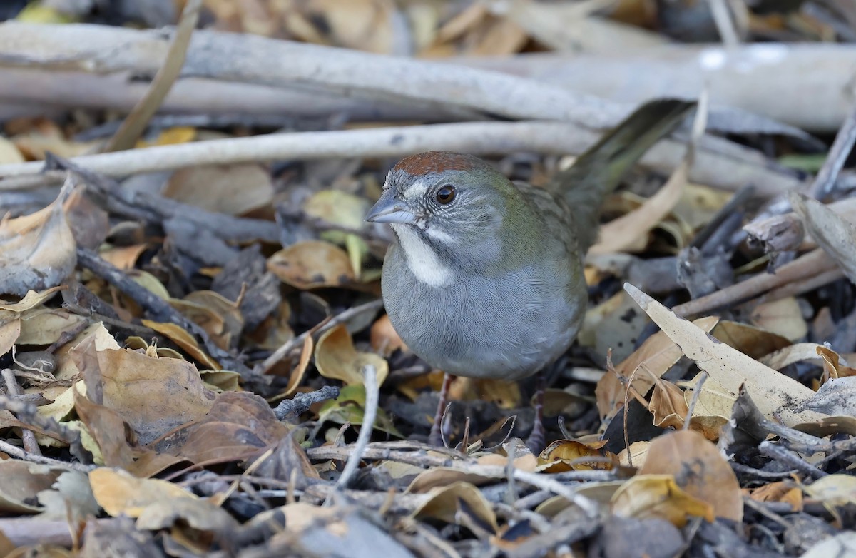 Green-tailed Towhee - ML503004111