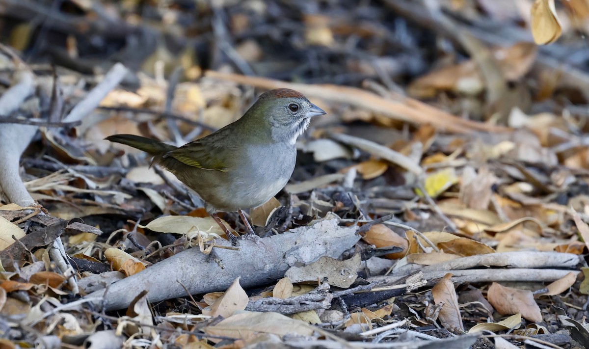 Green-tailed Towhee - ML503004131