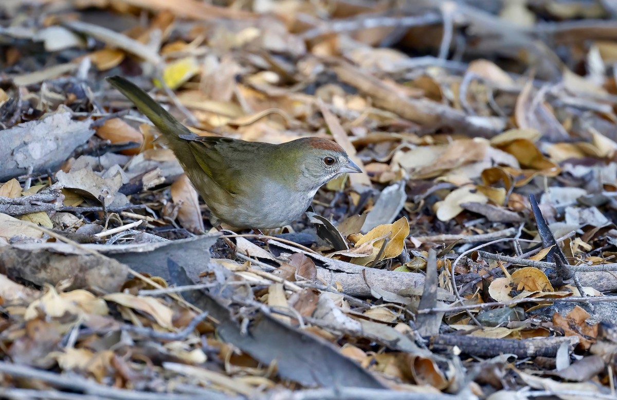 Green-tailed Towhee - ML503004141