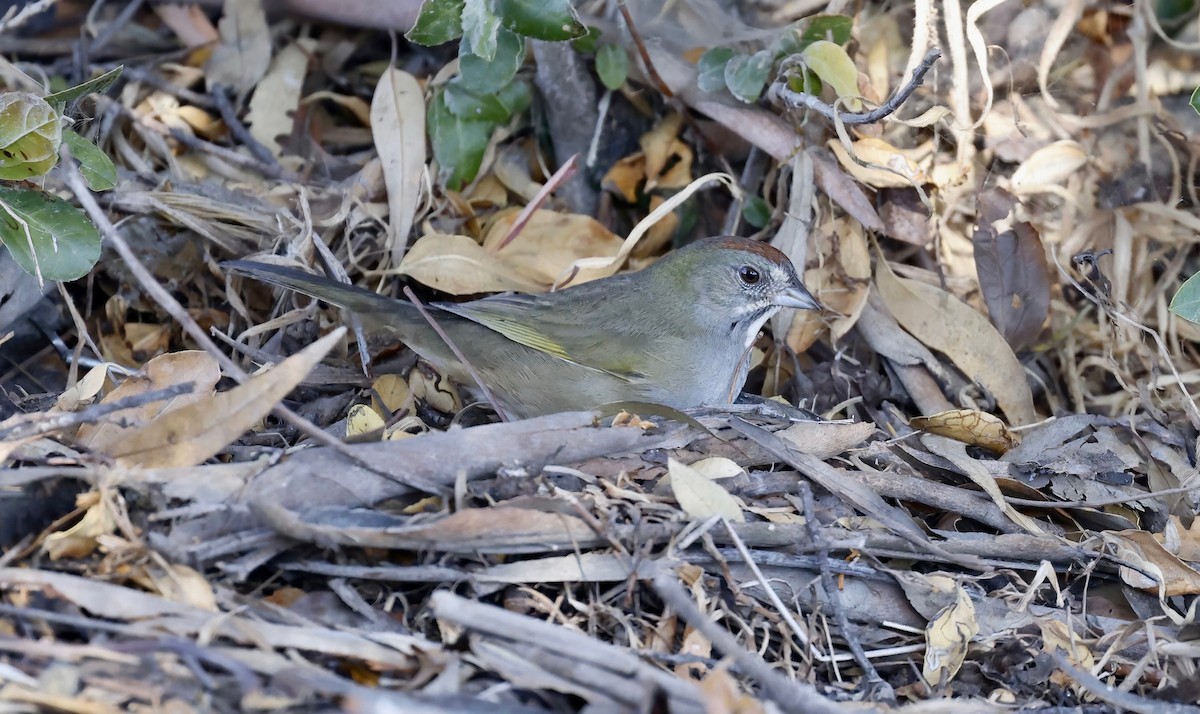 Green-tailed Towhee - ML503004151