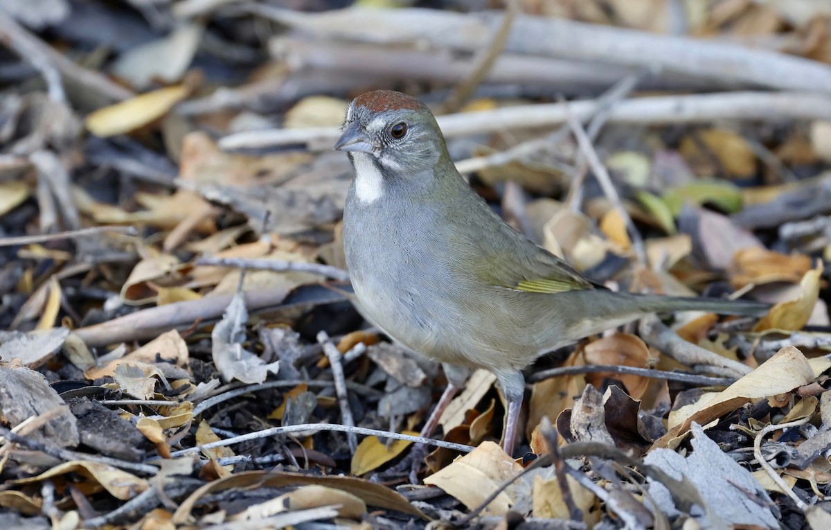 Green-tailed Towhee - ML503004171
