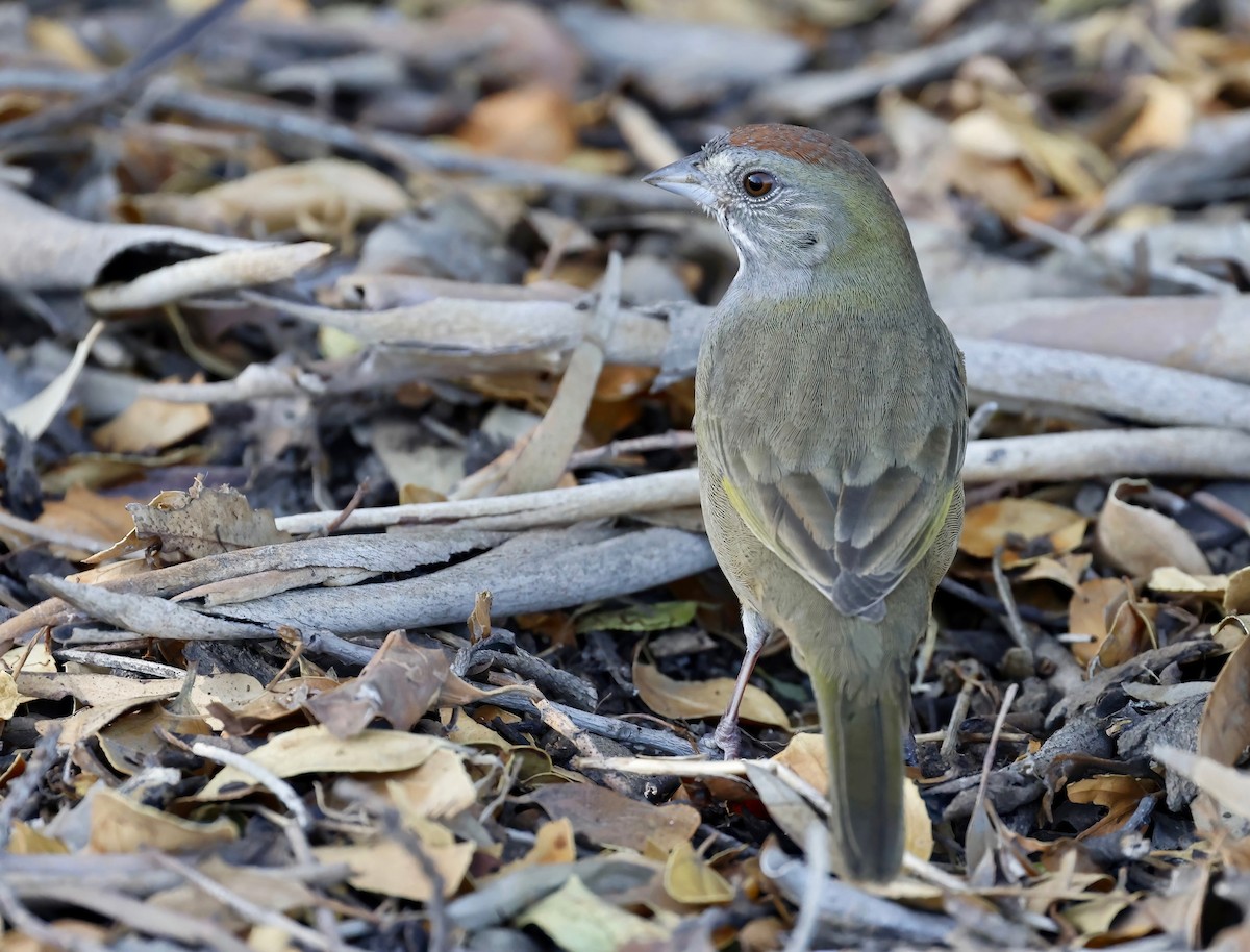 Green-tailed Towhee - ML503004181