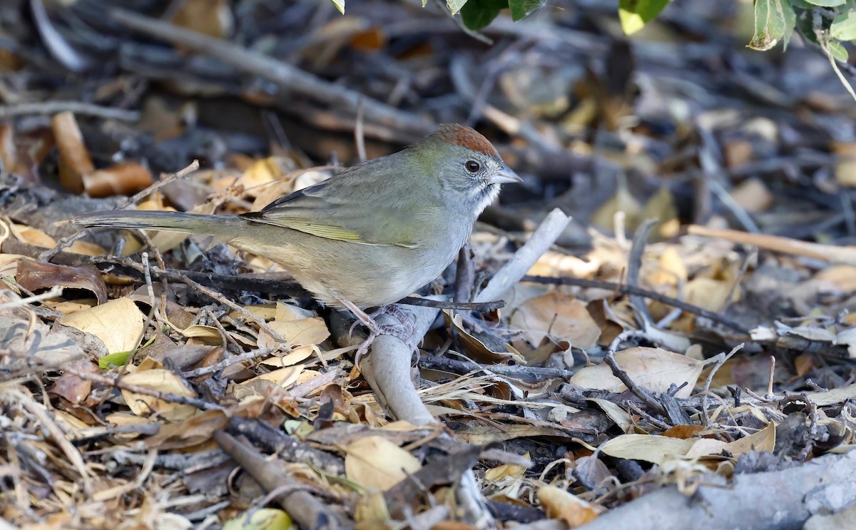 Green-tailed Towhee - ML503004191