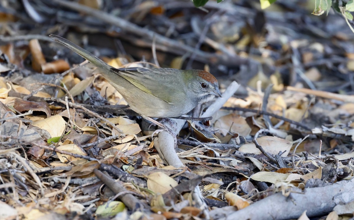 Green-tailed Towhee - ML503004201