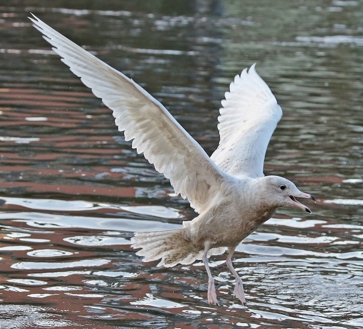 Glaucous Gull - ML503004671