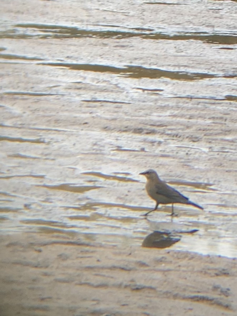 Rusty Blackbird - ML503005151