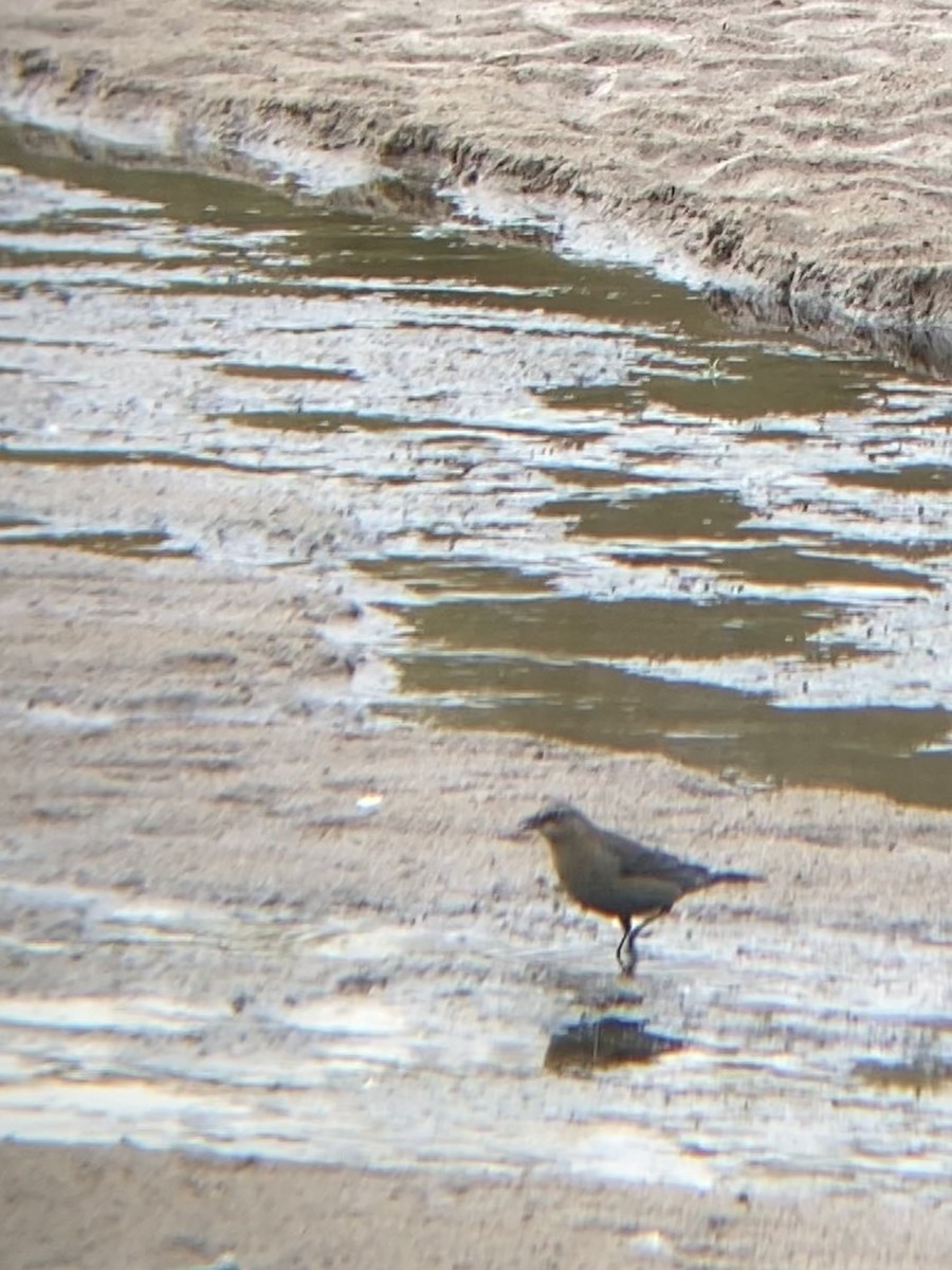 Rusty Blackbird - ML503005181