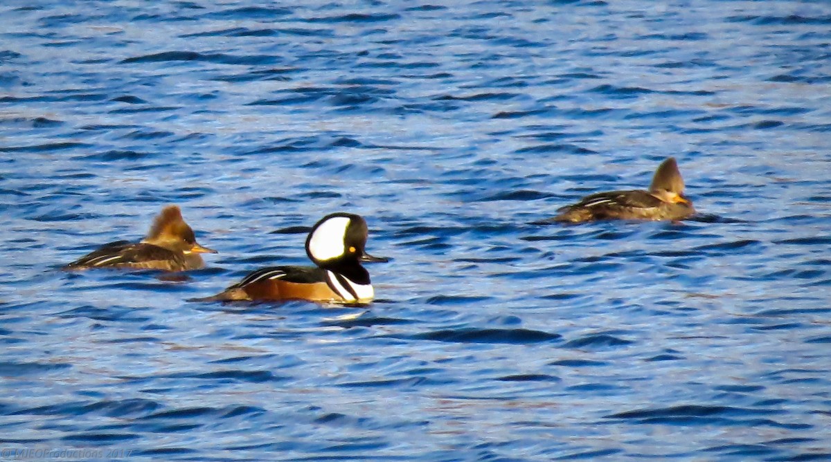 Hooded Merganser - ML50300531