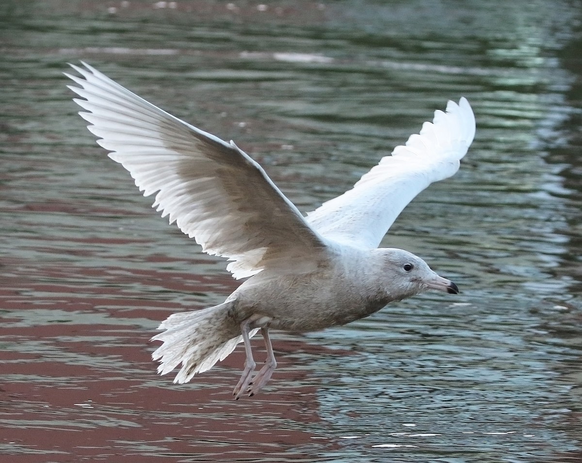 Glaucous Gull - ML503005781