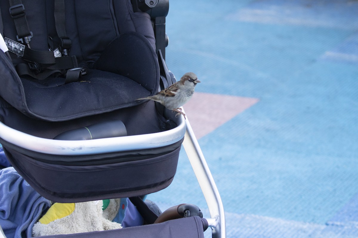 Moineau domestique - ML503005901