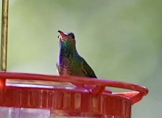 Buff-bellied Hummingbird - ML503005911