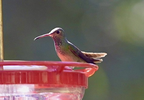 Buff-bellied Hummingbird - ML503005921