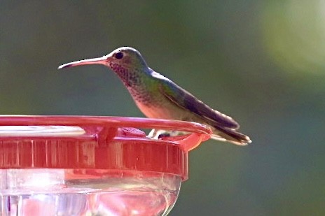 Buff-bellied Hummingbird - ML503005931