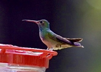 Buff-bellied Hummingbird - ML503005941