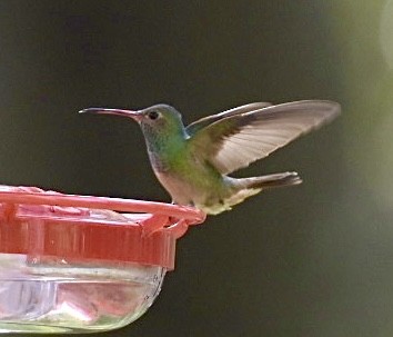 Buff-bellied Hummingbird - ML503005951