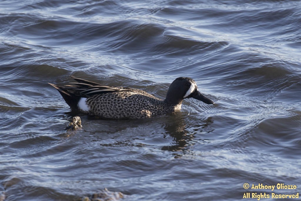 Blue-winged Teal - ML50300771