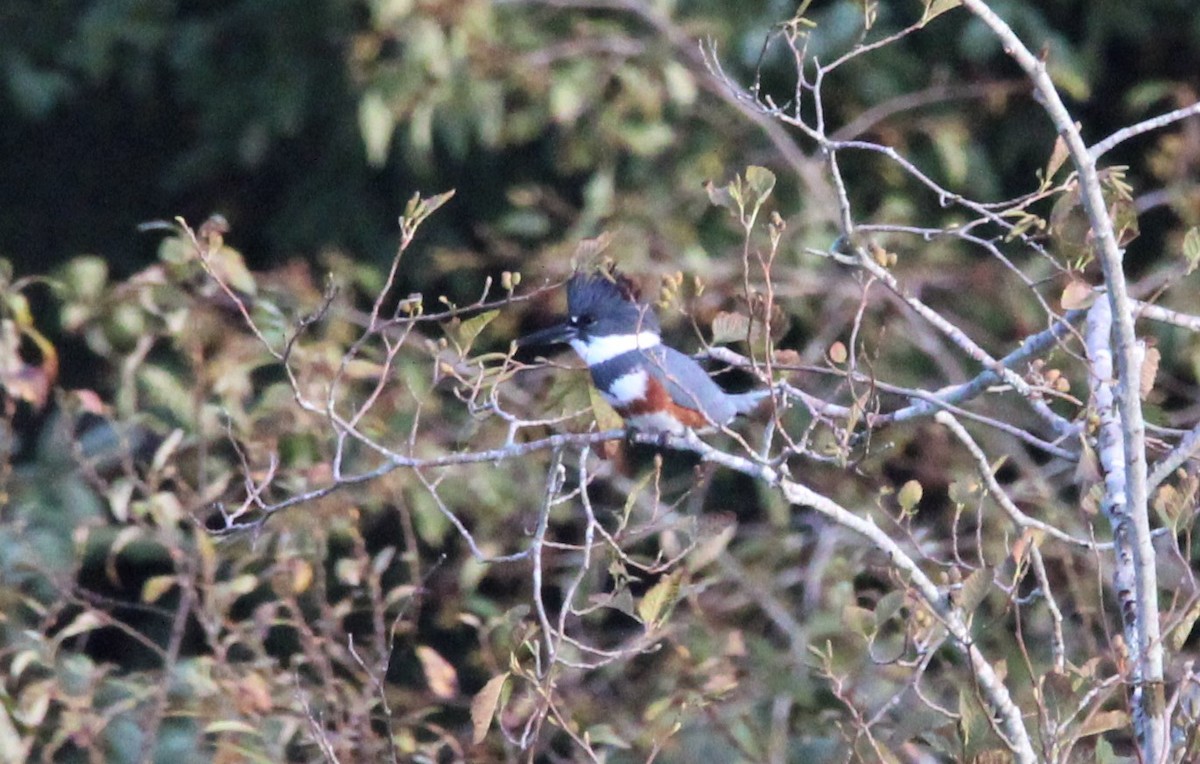 Belted Kingfisher - ML503008151