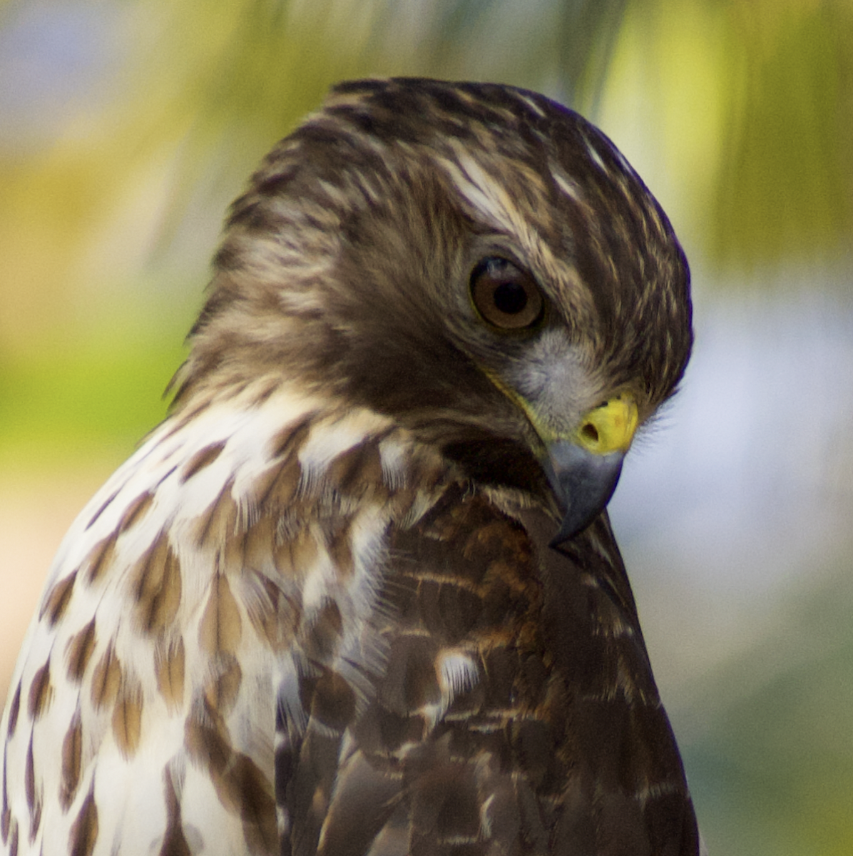 Red-shouldered Hawk - ML503008261