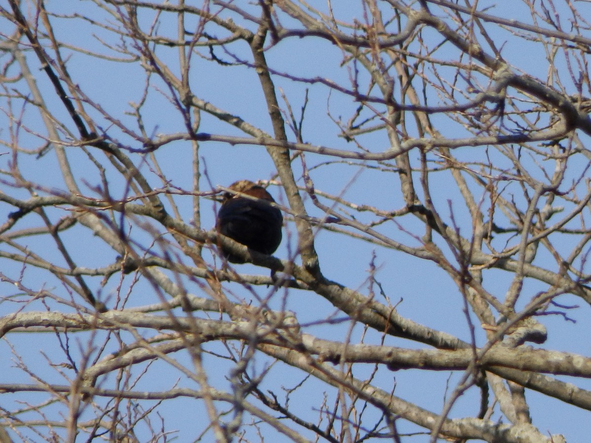 Rusty Blackbird - ML503009721
