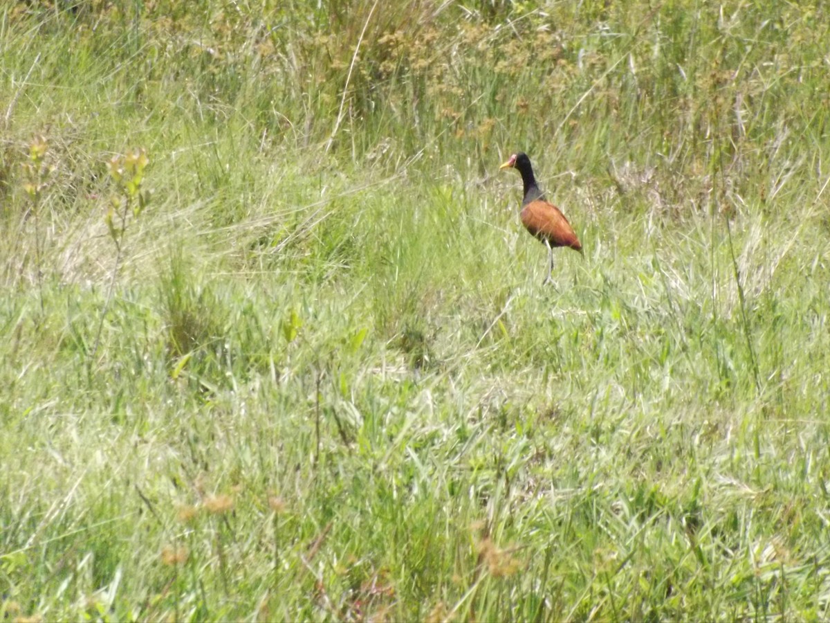 Wattled Jacana - ML503010121