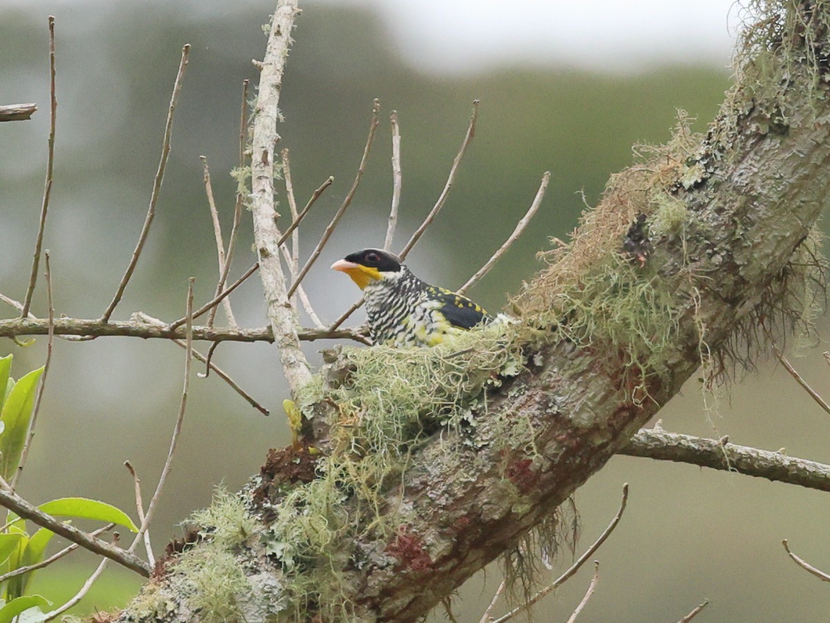 Swallow-tailed Cotinga - ML503012391