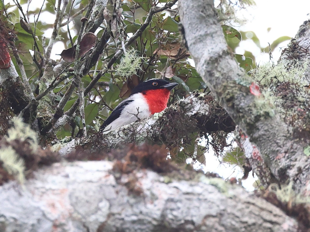 Cherry-throated Tanager - Myles McNally