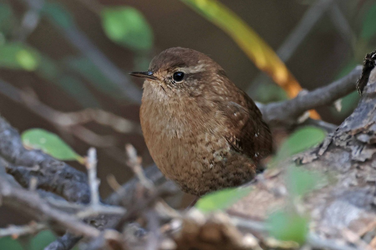 Winter Wren - ML503013991