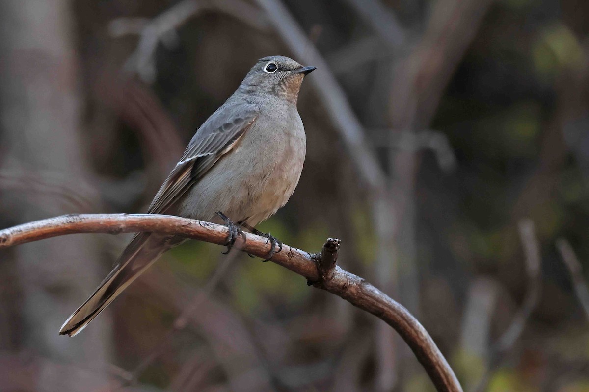 Townsend's Solitaire - ML503014011