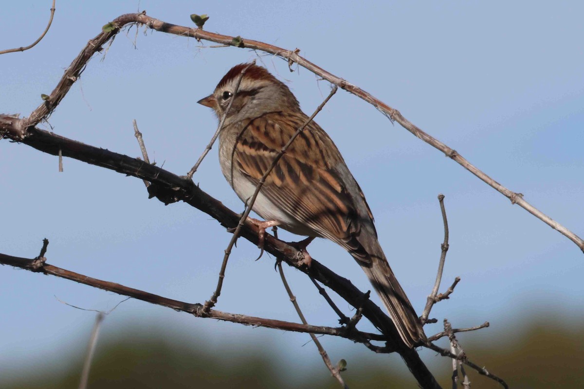 Chipping Sparrow - ML503014091