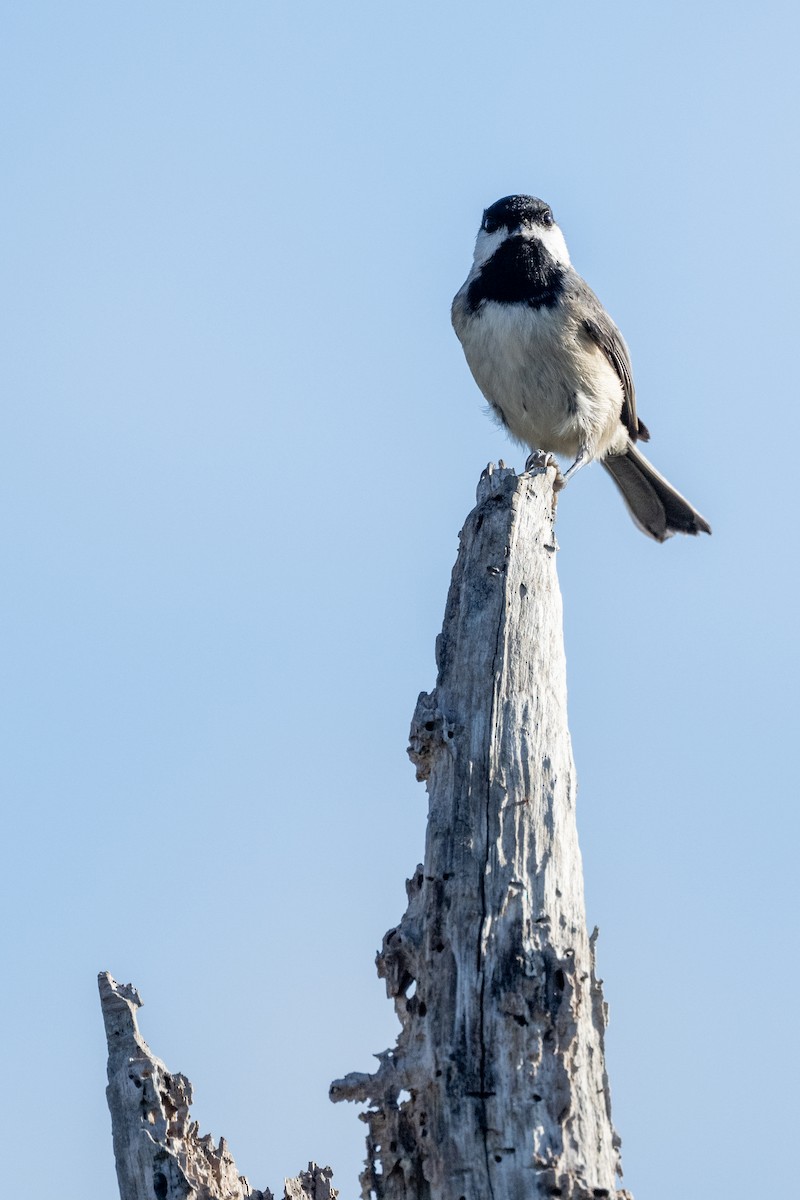 Carolina Chickadee - ML503014141