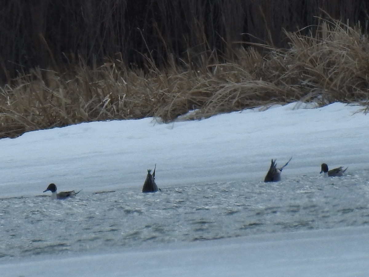 Northern Pintail - ML50301431