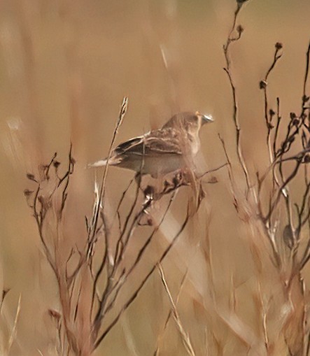 Grasshopper Sparrow - ML503014611