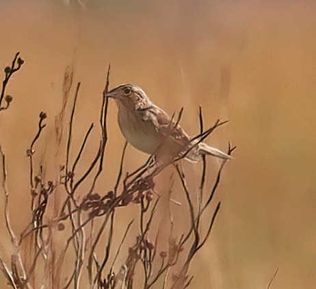 Grasshopper Sparrow - ML503014621