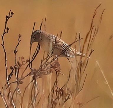 Grasshopper Sparrow - ML503014631